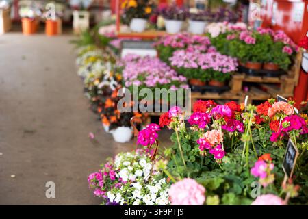 Geranium flowers in pots displayed for sale at flower shop Stock Photo