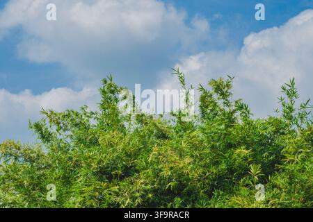 Green bamboo leaves and treetops against a blue sky with white clouds. Stock Photo