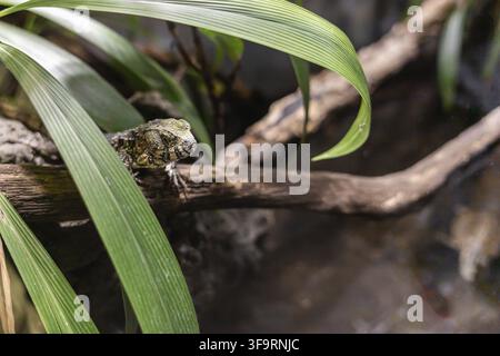 A green lizard rests on a wooden branch surrounded by lush green foliage. The lizard has a textured skin and a long tail Stock Photo