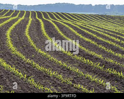 A cornfield in spring with neat rows of young maize plants emerging from the soil. The fresh green sprouts line up under a bright sky, symbolizing gro Stock Photo
