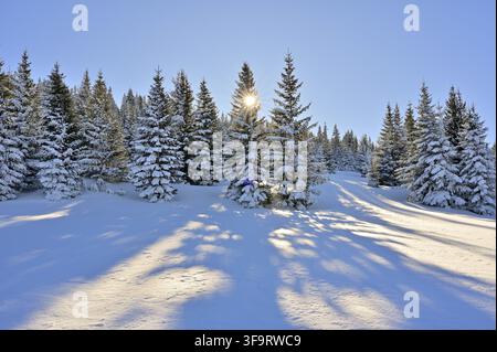 Austrian forest on the Rax Plateau in winter. The low sun casts long shadows through snow-covered trees Stock Photo
