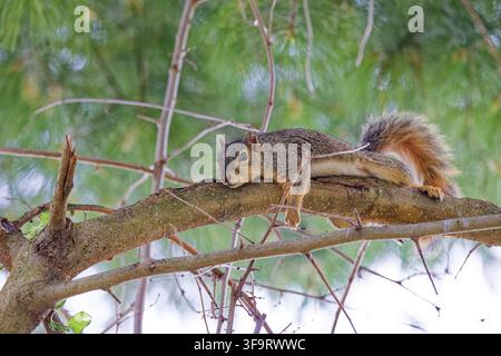 The fox squirrel (Sciurus niger), also known as the eastern fox squirrel or Bryant's fox squirrel Stock Photo