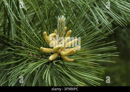 Young shoots with cones on branch of Austrian or black pine on blurred background of green needles, Celective focus. Concept of nature of North Caucas Stock Photo