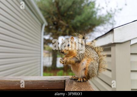 The fox squirrel (Sciurus niger), also known as the eastern fox squirrel or Bryant's fox squirrel Stock Photo