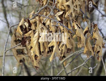 Dry oak leaves hanging on a tree branch in winter Stock Photo