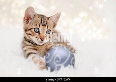 Cute Bengal kitten playing with a Christmas ball ornament on a fluffy white blanket. Stock Photo