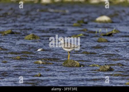 Lesser Yellowlegs (Tringa flavipes) in the river. Plumage is essentially identical to Greater Yellowlegs Stock Photo