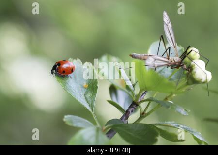 Ladybugs crawl on green leaf with a mosquito Stock Photo