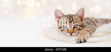 Cute Bengal kitten lying on white knitted blanket with Christmas lights bokeh, copy space. Stock Photo