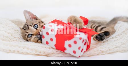 Funny Bengal kitten hiding behind a Christmas gift box with red ribbon in bed. Stock Photo