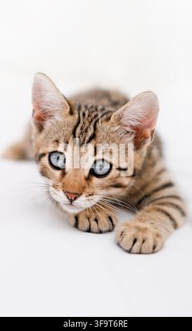 Cute Bengal kitten crouching and looking at camera ready to pounce. Stock Photo
