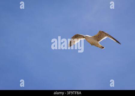 Single white seagull in flight with spread wings isolated against a clear blue sky Stock Photo