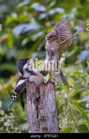 A juvenile great spotted woodpecker, Dendrocopos major, encounters an aggressive house sparrow, Passer domesticus, facing off on an old wooden post. Stock Photo