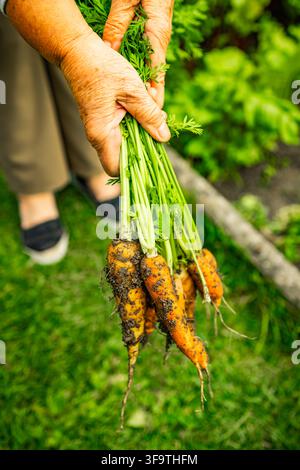 Elderly hands holding freshly harvested carrots from the garden in autumn Stock Photo