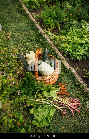 Freshly harvested garden vegetables including beets, onions, carrots, and squash in a basket Stock Photo