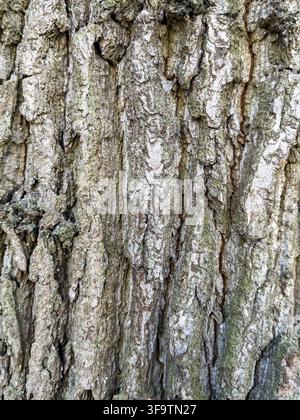 Tree bark showing detailed texture and natural rough surface Stock Photo