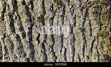 Rugged tree bark with vertical ridges, weathered surface, and subtle green moss Stock Photo
