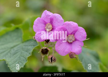 Close-up of pink Rubus odoratus, also known as flowering raspberry, purple-flowering raspberry and Virginia raspberry, showing delicate petals and  ye Stock Photo