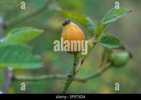 Rose hips amidst wild vegetation, showcasing the warm colors and seasonal beauty of these wild fruits in their natural setting. Stock Photo
