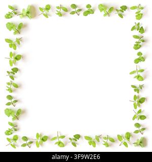 Fresh mint square frame isolated on white background. Stock Photo