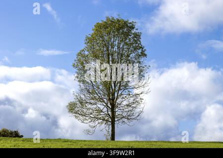 Lonely tree on a green meadow under blue sky with clouds Stock Photo
