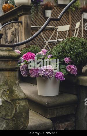 Beautiful bloom flowers of Hydrangea macrophylla in city street. Clay pot with bush of blooming pink hydrangeas in spring and summer. Town decor Gdans Stock Photo
