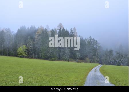 A winding dirt road leads through a green meadow to a thick forest covered in fog. Free space for text insertion Stock Photo