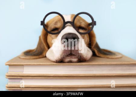 Beagle dog in glasses sleeping on stack of books on blue isolated background. Education concept, back to school. International Book Lovers Day Stock Photo