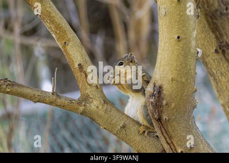 The fox squirrel (Sciurus niger), also known as the eastern fox squirrel or Bryant's fox squirrel Stock Photo