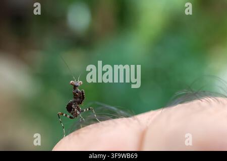An ant mimicking beetle resting on human skin with green forest background and soft natural light Stock Photo