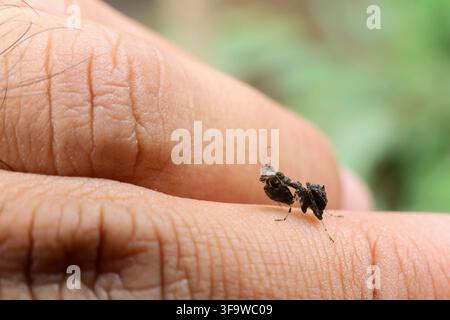 A black ant on human finger, detailed macro view of tiny insect walking across textured skin with soft natural background and copy space for biology o Stock Photo