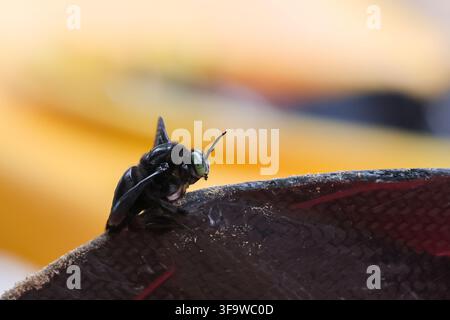 A black insect perched on textured dark red surface in warm golden light, showing detailed antenna, wing, and body features against softly blurred nat Stock Photo
