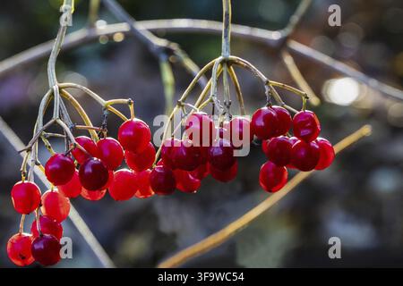 Red berries on branch of viburnum vulgaris. Viburnum berries on light blurry background. Close-up. Clear sunny autumn day. Nature concept for design. Stock Photo