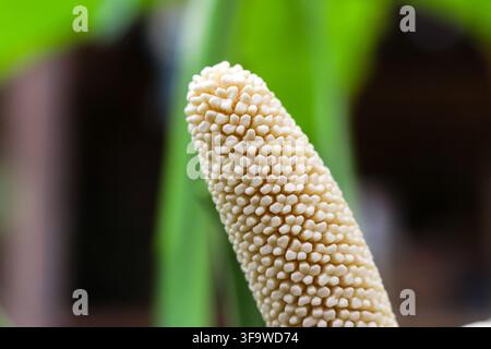A close up macro photograph of pale tan flower spike with densely packed florets against blurred green foliage and dark background, creating natural b Stock Photo