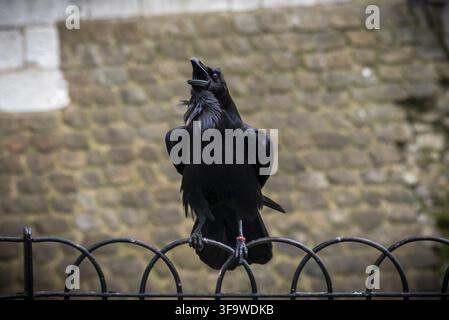 Black crow standing on a fence using its grapples while croaking with old bricks background Stock Photo