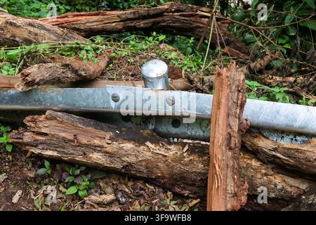 A fallen tree trunk beside metal guardrail in green woodland showing weathered bark, broken wood, dense undergrowth, and natural roadside damage after Stock Photo