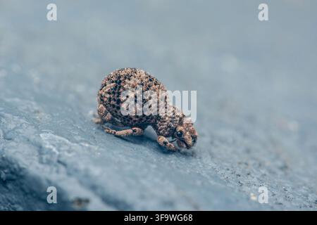 Weevil insect with textured shell walking on a rough blue background, showing detailed exoskeleton. Real photography, no generative ai Stock Photo