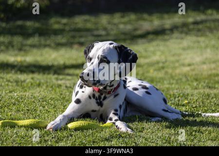 Dalmatian dog outdoors in summer Stock Photo