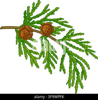 Cypress Branch Colored Detailed Illustration. Stock Vector