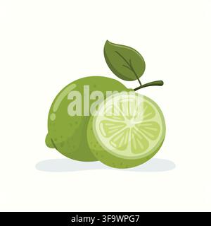 Fresh citrus green lime fruit whole and half isolated vector illustration. Healthy food for menu and packaging design Stock Vector