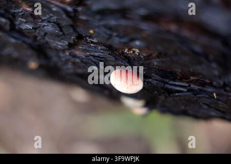 A mushroom tree bark forest macro close up nature mushroom grows on dark tree bark in quiet forest setting, with pale cap and shallow focus creating d Stock Photo