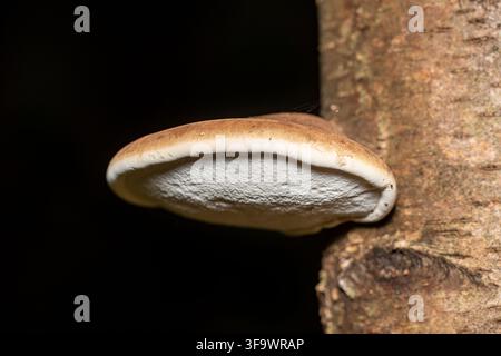 A birch polypore (Fomitopsis betulina) bracket fungus grows from a birch trunk, isolated against a black background. Stock Photo