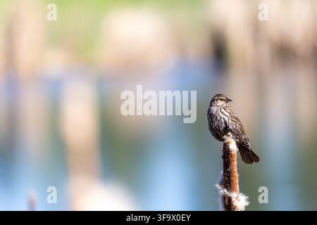 Wild bird red-winged blackbird female outdoors resting on a fluffy cattail stem during a sunny bright daylight. Stock Photo
