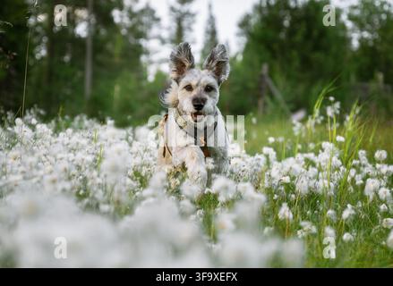 Cute scruffy dog running in a wildflower meadow Stock Photo
