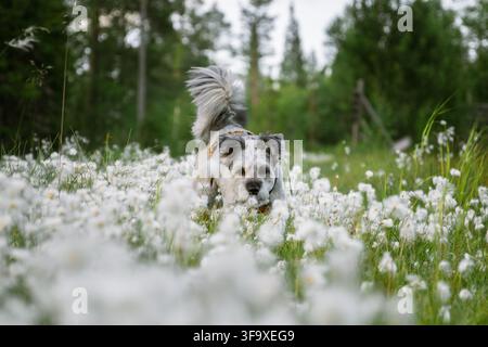 Scruffy grey dog walking in a field of cottongrass Stock Photo