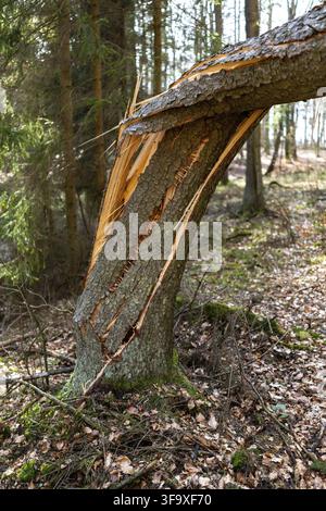 A broken tree during a big storm. Broken spruce in the forest. Spring season Stock Photo