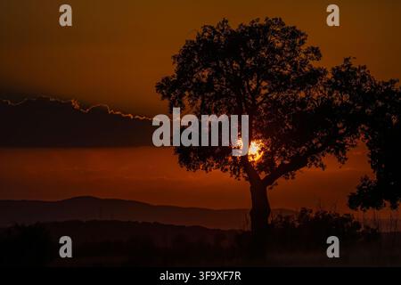 Silhouetted tree with the sun setting behind it Stock Photo