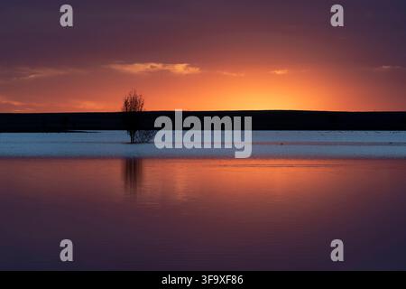 Single tree stands in calm water at sunset Stock Photo