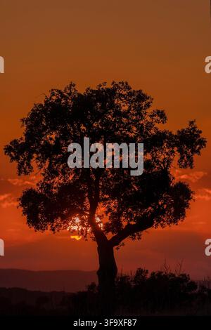 Large tree silhouetted against an orange sunset Stock Photo