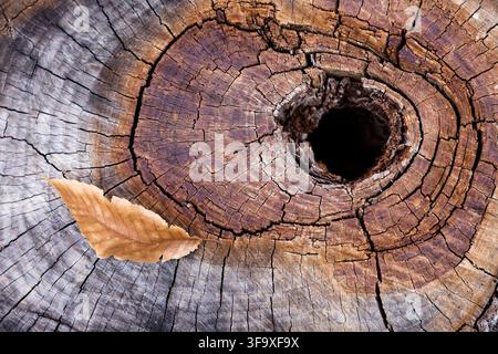 Single brown leaf on an old weathered tree stump Stock Photo